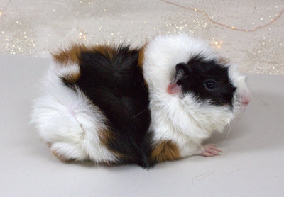 Rosettenmn&auml;del Jayla